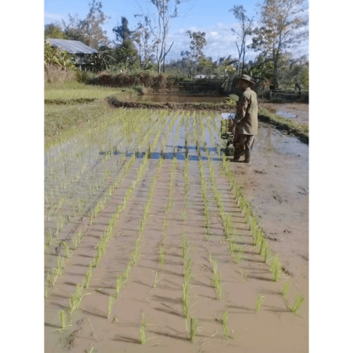 Heavy Duty 2 Row Manual Rice Transplanter MRT-02 - Image 4