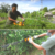 INGCO 20V 18 Inch Cordless Hedge Trimmer CHTLI20461 with Battery Charger - Image 4